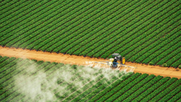 Best Pest Control Treatment  in Hlsboro, IL