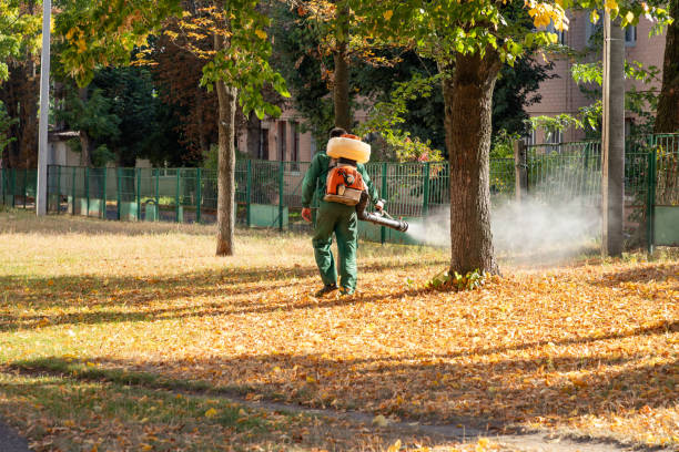 Flea Control Services in Hillsboro, IL