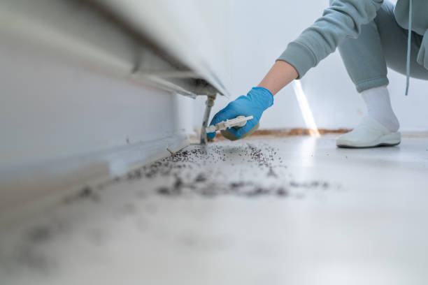 Best Flea Control Services  in Hlsboro, IL